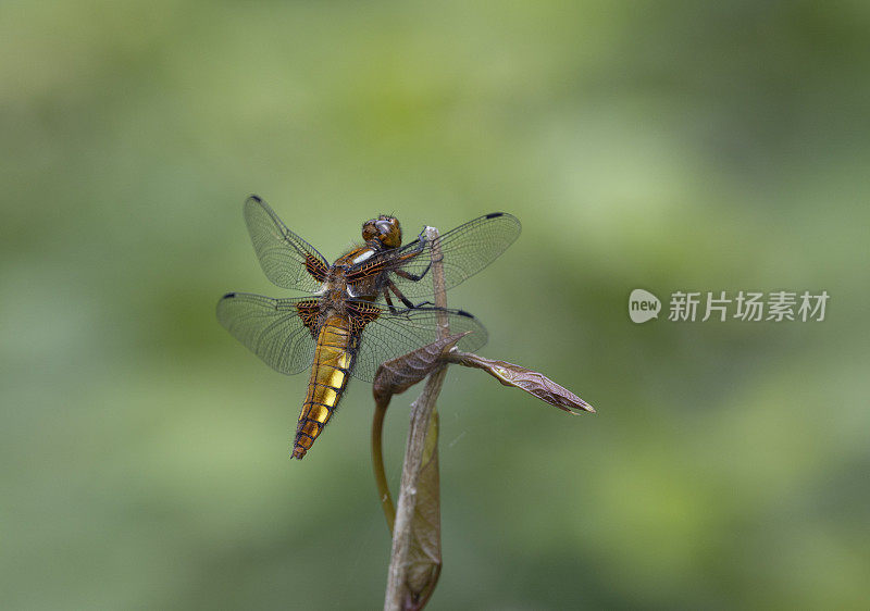 Broad-bodied猎人蜻蜓。Libellula depressa